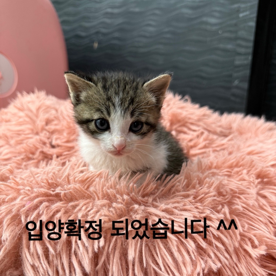 멘토동물병원_427346202500289